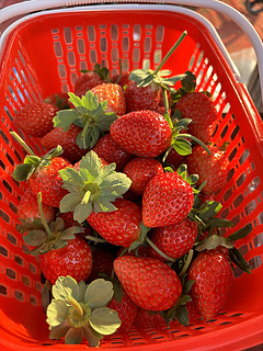 到了吃草莓的季节，就快要过年了