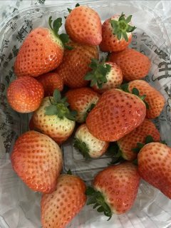 草莓草莓