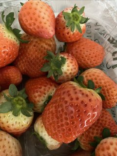 草莓草莓