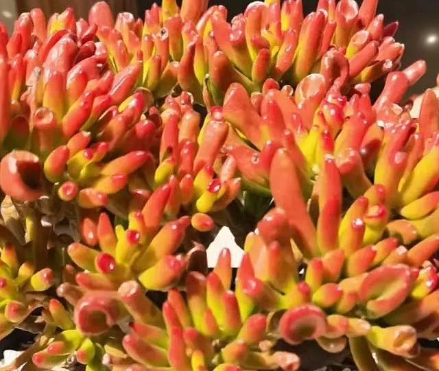 4种“多肉花”，再穷客厅也要摆几盆，高档大气寓意好，富贵吉祥