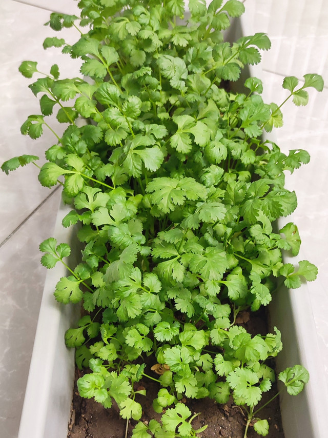 这个种菜神器超好用，满足我的菜园梦