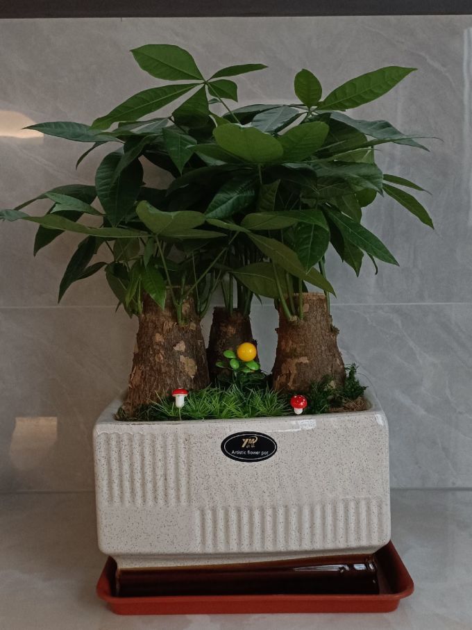 鲜花绿植