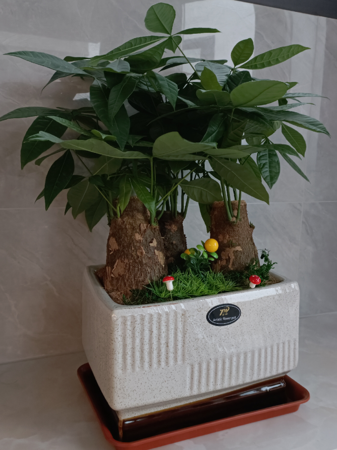 鲜花绿植