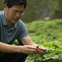 抑菌效果大比拼：武陵山独活提取物与丁香提取物的较量！