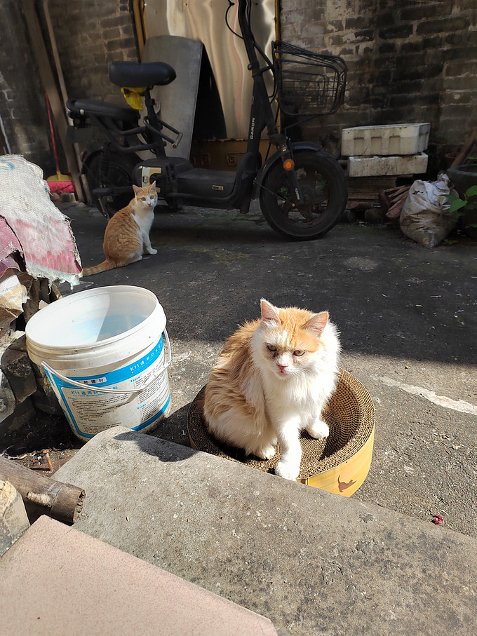 猫咪冻干零食