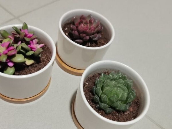 红宝石多肉，室内绿植新选择！