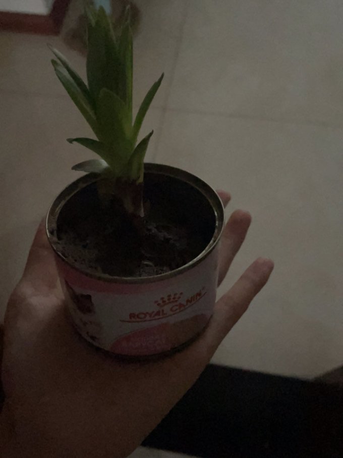 嗷嗷牛鲜花绿植