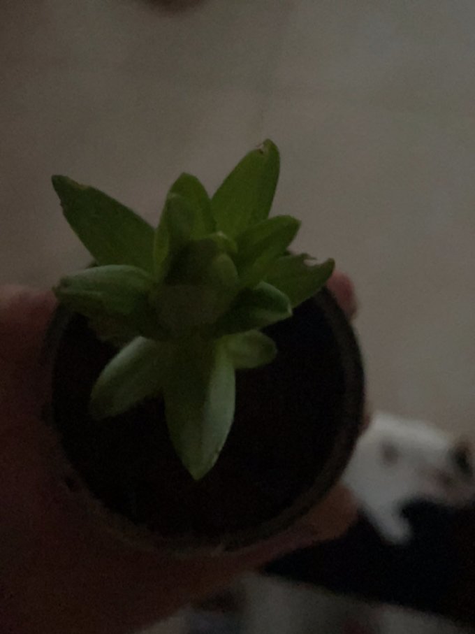 嗷嗷牛鲜花绿植