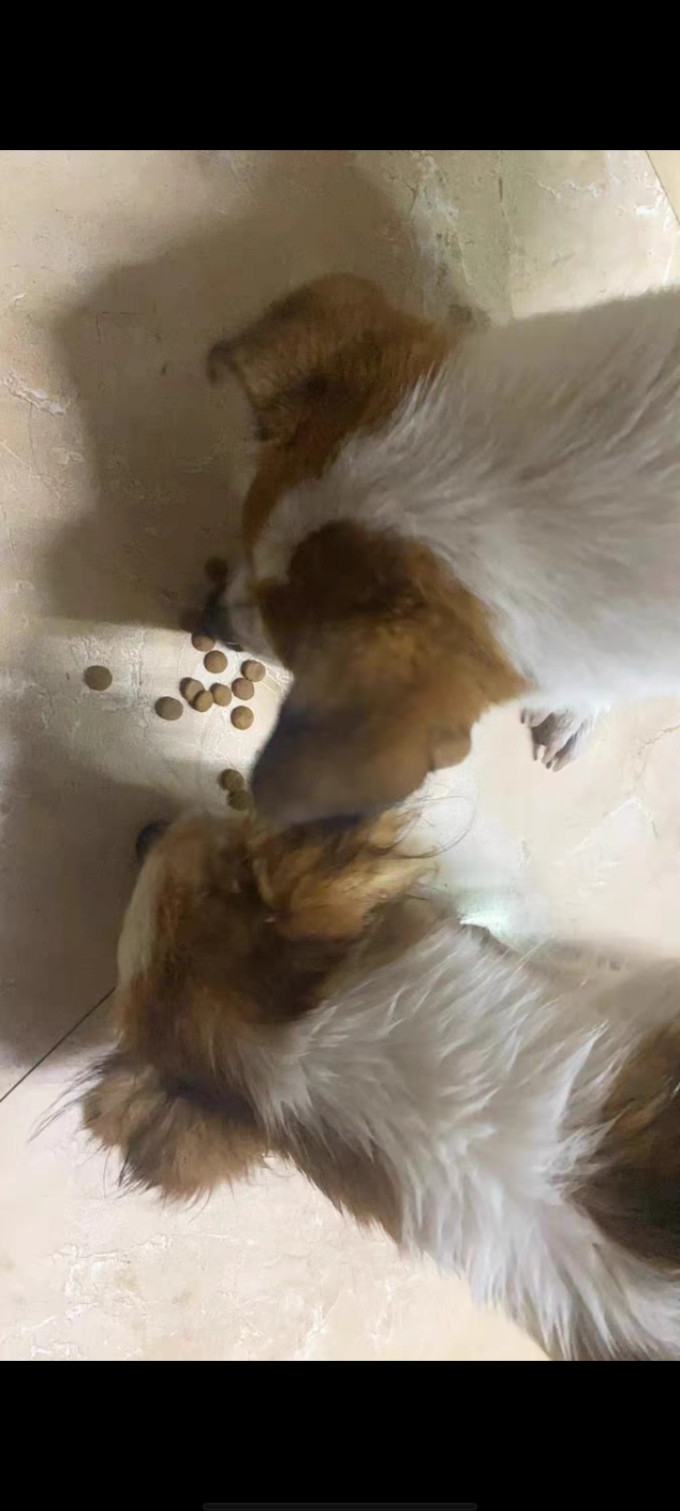 顽皮狗狗干粮