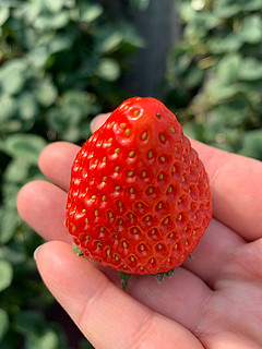 今年刚上市的奶油草莓替大家尝过了，特别甜！如果不能去基地采摘，大家可以线上买划算一些！