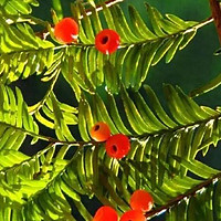 神奇红豆杉——心脑血管疾病的克星