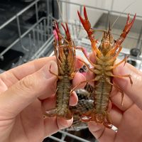 用洗碗机洗小龙虾⁉️我妈说我是天才😱😱