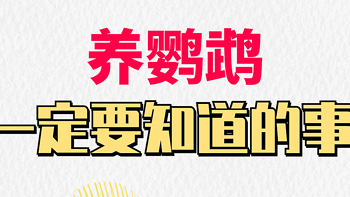 小宠多多 篇九：养鹦鹉一定要知道的事有哪些？