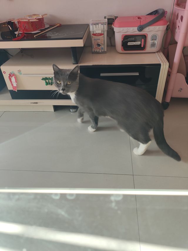 奇怪的小猫咪，关起来要出来，出来就爱躲在沙发底下