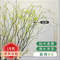 泰西丝龙柳鲜枝龙柳干树枝水培植物花卉龙柳80cm-1米高5支【不含盆】
