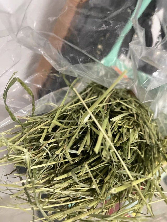 olly祖莉提摩西草：兔子的最爱