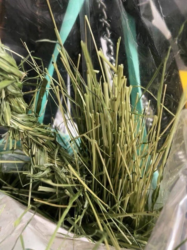 养兔必备！olly祖莉提摩西草