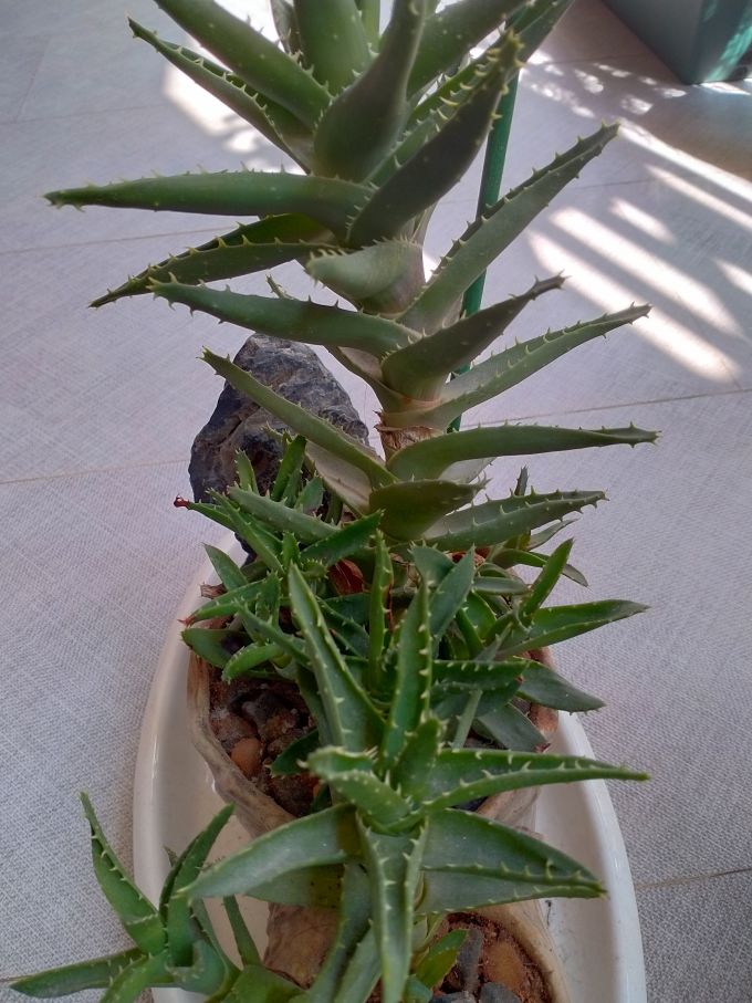 萌肉居鲜花绿植