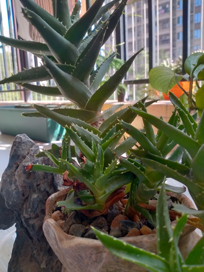 萌肉居鲜花绿植
