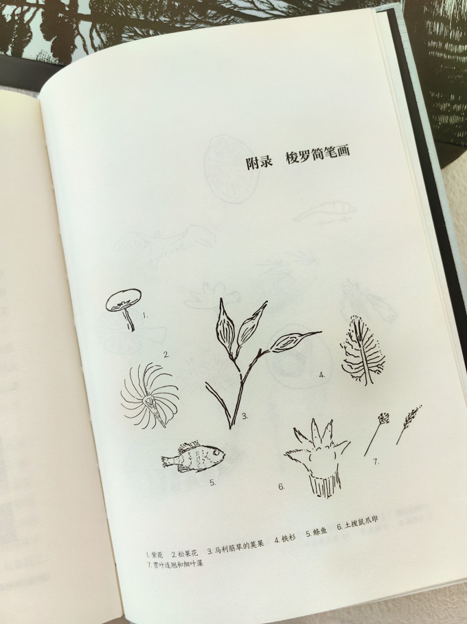 江苏凤凰文艺出版社小说