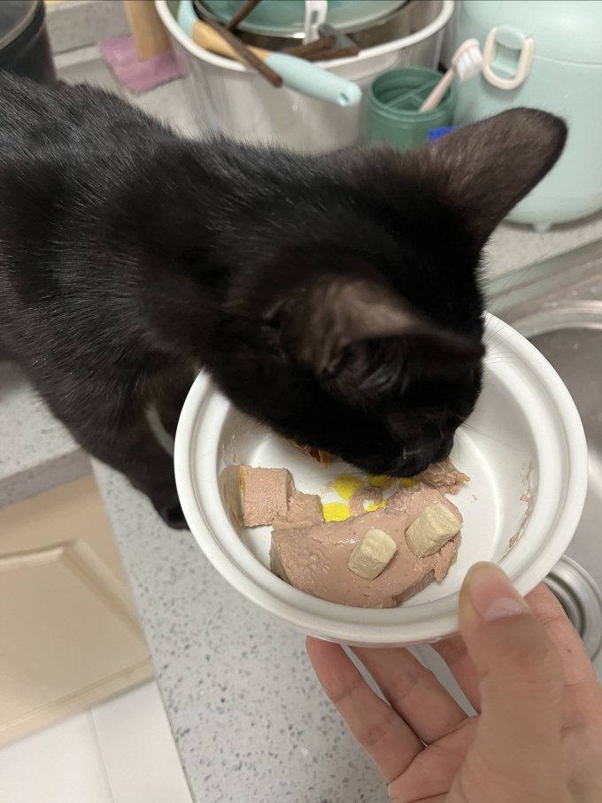 猫粮