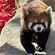  北京周末去哪玩？不排队的动物园？一月北京野生动物园淡季全攻略，最优游览路线大公开！　