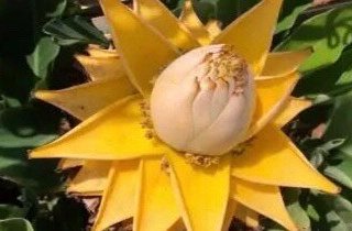 “命里带金”的6种花，越养越有钱，这个春节，一定要养1盆！