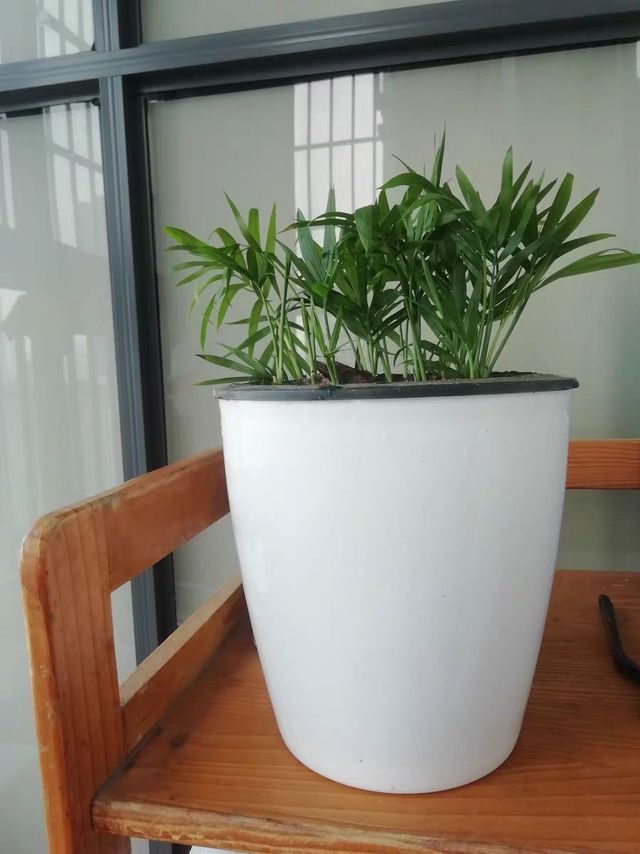 清新脱俗的袖珍椰子