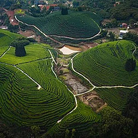 四川年货节：请喝龙年的第一片新茶