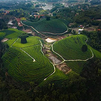 四川年货节 篇一百零九：四川年货节：请喝龙年的第一片新茶