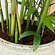  散尾葵——室内客厅大型绿植之王　