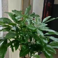 过年了，买两棵发财树装饰家居