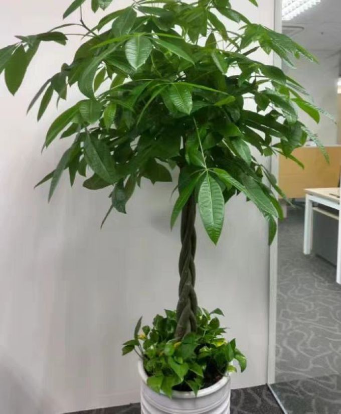 墨一鲜花绿植