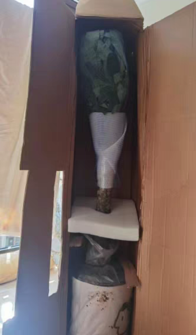 墨一鲜花绿植
