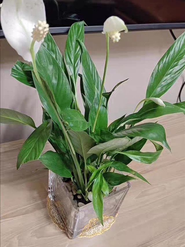 非常漂亮的一帆风顺，过年必备的绿植