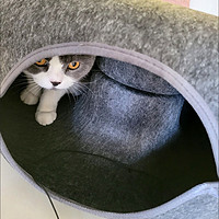 你家猫爱钻轮胎猫窝吗？