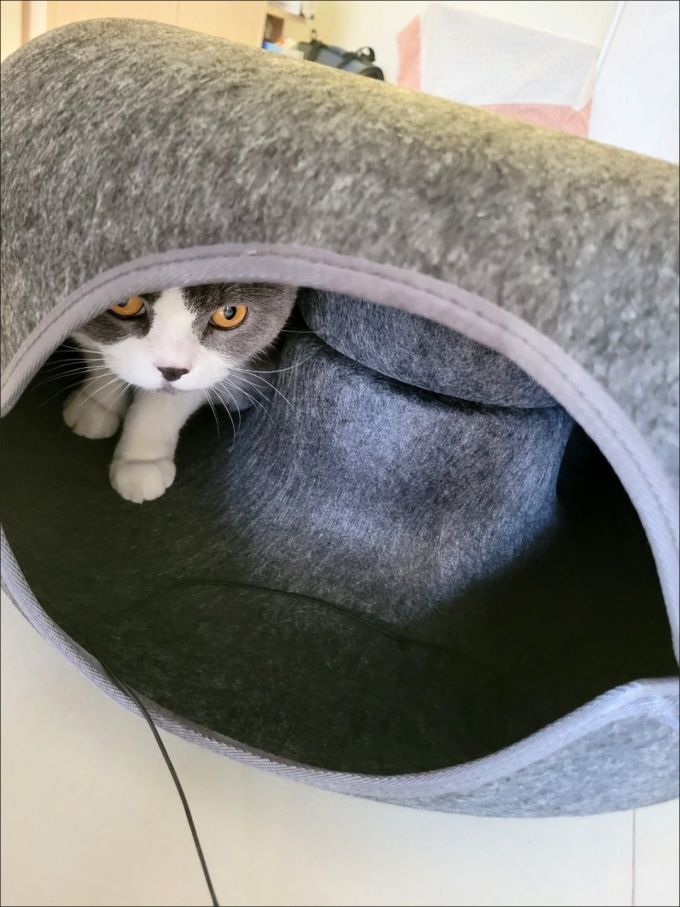 憨憨乐园猫狗窝