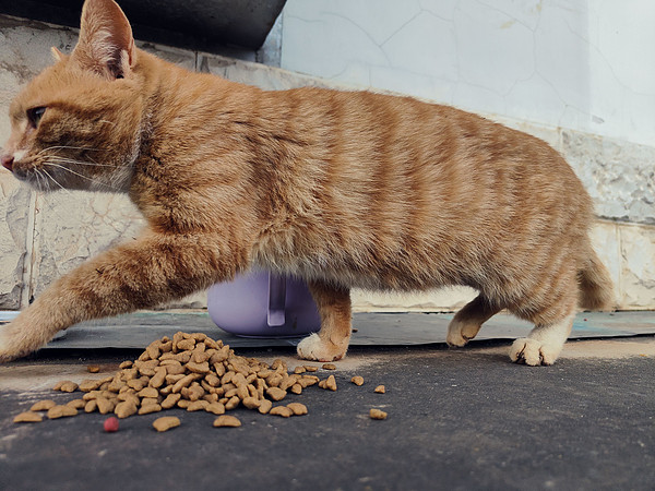 猫粮到货了，看着流浪猫狼吞虎咽的样子，我欣慰了