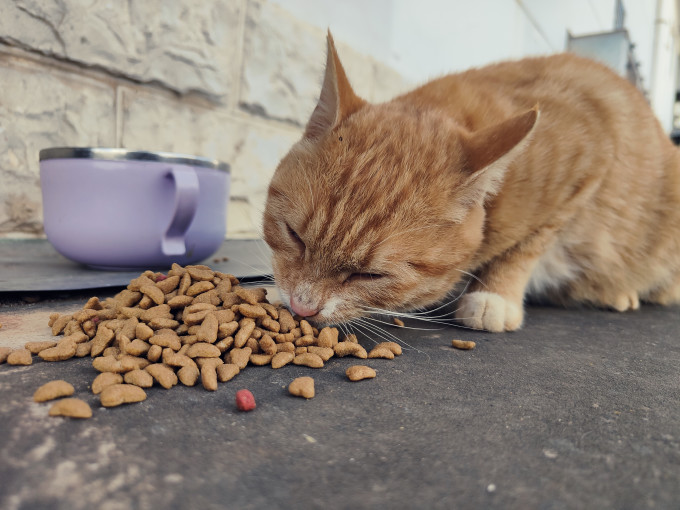 猫咪干粮
