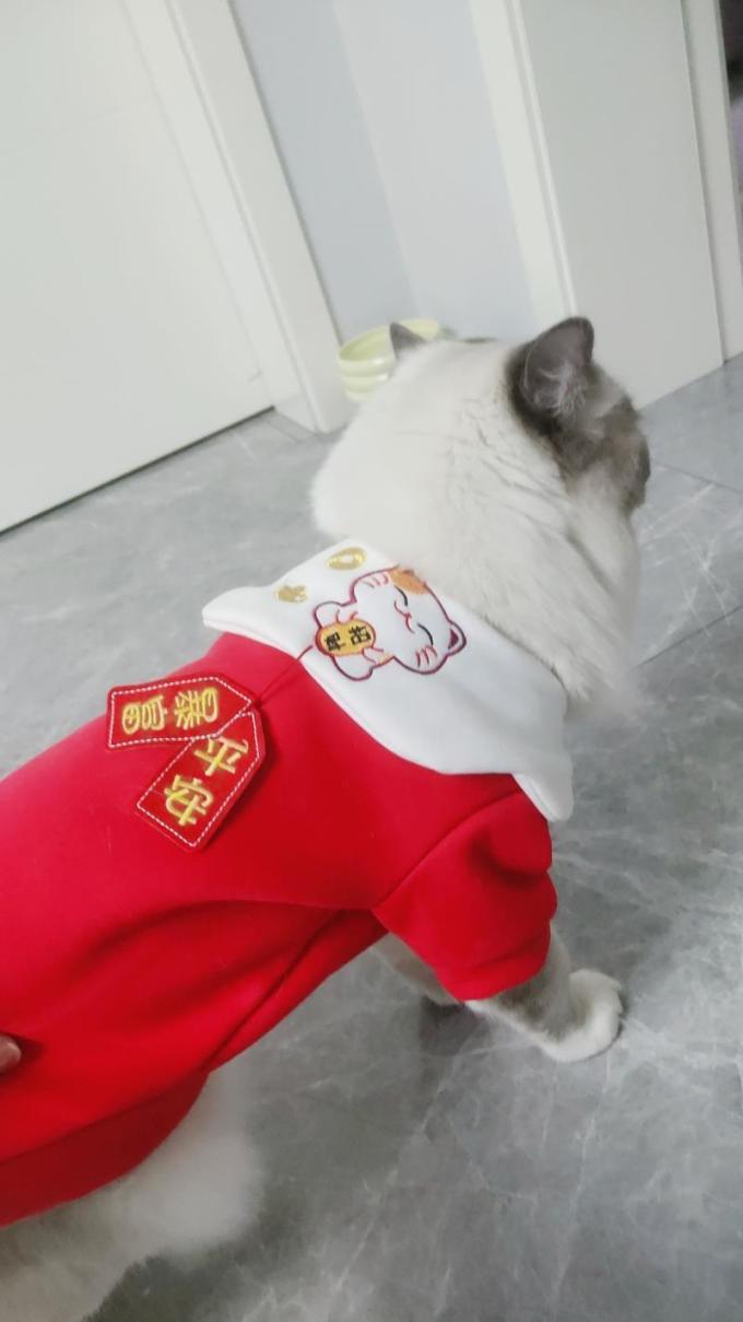 修医宠猫咪