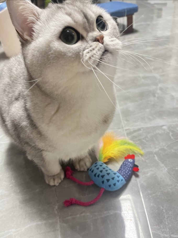 猫玩具