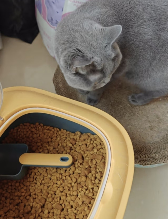 伟嘉猫咪干粮