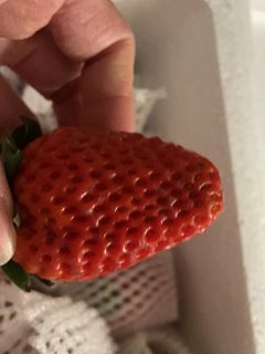 柚琳兰怜大凉山奶油草莓安全下车