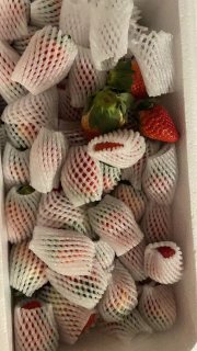 柚琳兰怜大凉山奶油草莓安全下车