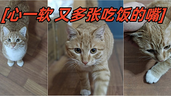 流浪猫那点事儿 篇二：心一软 又多一张流浪猫吃饭的嘴