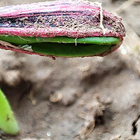葵花种植技术之葵花施肥方案施肥时间和阶段