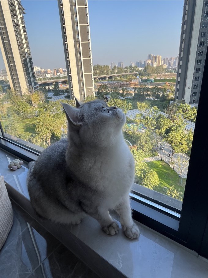 素力高猫咪干粮