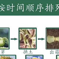 向日葵种植技术之葵花如何高产