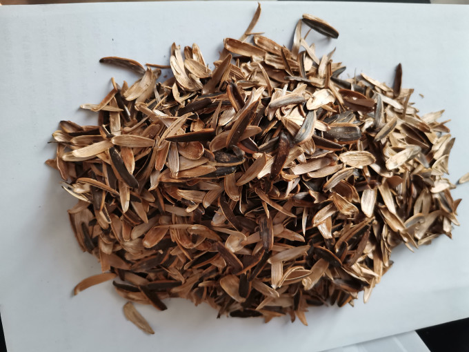 厚道仁瓜子