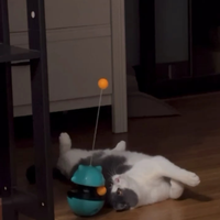 谁懂啊？懒狗小猫玩玩具都躺着玩！